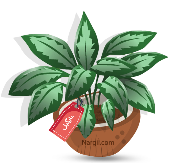  Nargil - Pattaya Chinese evergreen